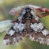 Drebulinis šeriasprindis - Biston strataria | Fotografijos autorius : Arūnas Eismantas | © Macrogamta.lt | Šis tinklapis priklauso bendruomenei kuri domisi makro fotografija ir fotografuoja gyvąjį makro pasaulį.