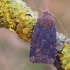 Šilauoginis vėlyvis - Conistra vaccinii | Fotografijos autorius : Arūnas Eismantas | © Macrogamta.lt | Šis tinklapis priklauso bendruomenei kuri domisi makro fotografija ir fotografuoja gyvąjį makro pasaulį.