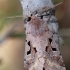 Juodaraštis ankstyvasis pelėdgalvis - Orthosia gothica  | Fotografijos autorius : Arūnas Eismantas | © Macrogamta.lt | Šis tinklapis priklauso bendruomenei kuri domisi makro fotografija ir fotografuoja gyvąjį makro pasaulį.