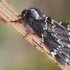 Šiaurinė odontozija - Odontosia sieversii | Fotografijos autorius : Arūnas Eismantas | © Macrogamta.lt | Šis tinklapis priklauso bendruomenei kuri domisi makro fotografija ir fotografuoja gyvąjį makro pasaulį.