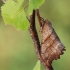 Dvijuostis lenktasparnis - Falcaria lacertinaria | Fotografijos autorius : Arūnas Eismantas | © Macrogamta.lt | Šis tinklapis priklauso bendruomenei kuri domisi makro fotografija ir fotografuoja gyvąjį makro pasaulį.