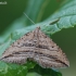 Brūkšniasparnė ortonama - Orthonama vittata | Fotografijos autorius : Arūnas Eismantas | © Macrogamta.lt | Šis tinklapis priklauso bendruomenei kuri domisi makro fotografija ir fotografuoja gyvąjį makro pasaulį.