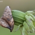 Juodataškis lenktasparnis - Drepana falcataria | Fotografijos autorius : Arūnas Eismantas | © Macrogamta.lt | Šis tinklapis priklauso bendruomenei kuri domisi makro fotografija ir fotografuoja gyvąjį makro pasaulį.