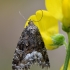 Juodbaltis pelėdgalviukas - Deltote (=Protodeltote) pygarga | Fotografijos autorius : Arūnas Eismantas | © Macrogamta.lt | Šis tinklapis priklauso bendruomenei kuri domisi makro fotografija ir fotografuoja gyvąjį makro pasaulį.