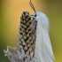 Baltoji meškutė - Spilosoma urticae | Fotografijos autorius : Arūnas Eismantas | © Macrogamta.lt | Šis tinklapis priklauso bendruomenei kuri domisi makro fotografija ir fotografuoja gyvąjį makro pasaulį.