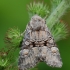 Karklinis naktinukas - Brachylomia viminalis | Fotografijos autorius : Arūnas Eismantas | © Macrogamta.lt | Šis tinklapis priklauso bendruomenei kuri domisi makro fotografija ir fotografuoja gyvąjį makro pasaulį.