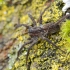 Šuolininkas - Pardosa lugubris s.str. | Fotografijos autorius : Arūnas Eismantas | © Macrogamta.lt | Šis tinklapis priklauso bendruomenei kuri domisi makro fotografija ir fotografuoja gyvąjį makro pasaulį.