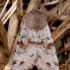 Paprastasis ankstyvasis pelėdgalvis - Orthosia incerta | Fotografijos autorius : Arūnas Eismantas | © Macrogamta.lt | Šis tinklapis priklauso bendruomenei kuri domisi makro fotografija ir fotografuoja gyvąjį makro pasaulį.