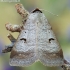 Lygephila pastinum - Pilkasis vikinukas | Fotografijos autorius : Arūnas Eismantas | © Macrogamta.lt | Šis tinklapis priklauso bendruomenei kuri domisi makro fotografija ir fotografuoja gyvąjį makro pasaulį.