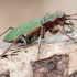 Žaliasis šoklys - Cicindela campestris | Fotografijos autorius : Arūnas Eismantas | © Macrogamta.lt | Šis tinklapis priklauso bendruomenei kuri domisi makro fotografija ir fotografuoja gyvąjį makro pasaulį.