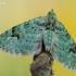 Žiedinė sprindenė - Chloroclystis v-ata  | Fotografijos autorius : Arūnas Eismantas | © Macrogamta.lt | Šis tinklapis priklauso bendruomenei kuri domisi makro fotografija ir fotografuoja gyvąjį makro pasaulį.