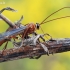  Vytis - Ophion obscuratus  | Fotografijos autorius : Arūnas Eismantas | © Macrogamta.lt | Šis tinklapis priklauso bendruomenei kuri domisi makro fotografija ir fotografuoja gyvąjį makro pasaulį.