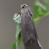 Drebulinė pseudosciafila - Pseudosciaphila branderiana | Fotografijos autorius : Arūnas Eismantas | © Macrogamta.lt | Šis tinklapis priklauso bendruomenei kuri domisi makro fotografija ir fotografuoja gyvąjį makro pasaulį.