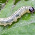 Margojo dilgėlinio ugniuko vikšras | Fotografijos autorius : Darius Baužys | © Macrogamta.lt | Šis tinklapis priklauso bendruomenei kuri domisi makro fotografija ir fotografuoja gyvąjį makro pasaulį.