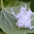 Pjūklelio - Eriocampa dorpatica lerva | Fotografijos autorius : Darius Baužys | © Macrogamta.lt | Šis tinklapis priklauso bendruomenei kuri domisi makro fotografija ir fotografuoja gyvąjį makro pasaulį.