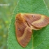 Lasiocampa quercus - Ąžuolinis verpikas | Fotografijos autorius : Darius Baužys | © Macrogamta.lt | Šis tinklapis priklauso bendruomenei kuri domisi makro fotografija ir fotografuoja gyvąjį makro pasaulį.