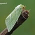 Pseudoips prasinana - Lenktajuostis žalsvys | Fotografijos autorius : Darius Baužys | © Macrogamta.lt | Šis tinklapis priklauso bendruomenei kuri domisi makro fotografija ir fotografuoja gyvąjį makro pasaulį.