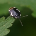 Tritomegas bicolor - Baltadėmė urvablakė | Fotografijos autorius : Darius Baužys | © Macrogamta.lt | Šis tinklapis priklauso bendruomenei kuri domisi makro fotografija ir fotografuoja gyvąjį makro pasaulį.