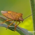 Carpocoris purpureipennis - Rausvasparnė skydblakė | Fotografijos autorius : Darius Baužys | © Macrogamta.lt | Šis tinklapis priklauso bendruomenei kuri domisi makro fotografija ir fotografuoja gyvąjį makro pasaulį.