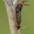 Forficula auricularia - Paprastoji auslinda | Fotografijos autorius : Darius Baužys | © Macrogamta.lt | Šis tinklapis priklauso bendruomenei kuri domisi makro fotografija ir fotografuoja gyvąjį makro pasaulį.