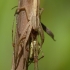 Paprastasis laibavoris - Tibellus oblongus | Fotografijos autorius : Darius Baužys | © Macrogamta.lt | Šis tinklapis priklauso bendruomenei kuri domisi makro fotografija ir fotografuoja gyvąjį makro pasaulį.