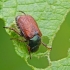 Phyllopertha horticola - Grikinukas / Sodinis grambuoliukas | Fotografijos autorius : Darius Baužys | © Macrogamta.lt | Šis tinklapis priklauso bendruomenei kuri domisi makro fotografija ir fotografuoja gyvąjį makro pasaulį.