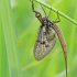 Ephemeroptera – Lašalas | Fotografijos autorius : Darius Baužys | © Macrogamta.lt | Šis tinklapis priklauso bendruomenei kuri domisi makro fotografija ir fotografuoja gyvąjį makro pasaulį.