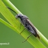 Dolerus sp. - Pjūklelis | Fotografijos autorius : Darius Baužys | © Macrogamta.lt | Šis tinklapis priklauso bendruomenei kuri domisi makro fotografija ir fotografuoja gyvąjį makro pasaulį.