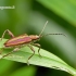 Donacia aquatica - Vandeninė donacija | Fotografijos autorius : Darius Baužys | © Macrogamta.lt | Šis tinklapis priklauso bendruomenei kuri domisi makro fotografija ir fotografuoja gyvąjį makro pasaulį.