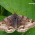 Rusvasis dobilinukas - Euclidia glyphica | Fotografijos autorius : Darius Baužys | © Macrogamta.lt | Šis tinklapis priklauso bendruomenei kuri domisi makro fotografija ir fotografuoja gyvąjį makro pasaulį.