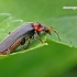 Cantharis fusca - Paprastasis minkštavabalis | Fotografijos autorius : Darius Baužys | © Macrogamta.lt | Šis tinklapis priklauso bendruomenei kuri domisi makro fotografija ir fotografuoja gyvąjį makro pasaulį.