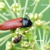 Ampedus pomonae - Kelmaspragšis | Fotografijos autorius : Darius Baužys | © Macrogamta.lt | Šis tinklapis priklauso bendruomenei kuri domisi makro fotografija ir fotografuoja gyvąjį makro pasaulį.