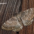 Hydria [=Rheumaptera] undulata - Margajuostis sprindžius | Fotografijos autorius : Darius Baužys | © Macrogamta.lt | Šis tinklapis priklauso bendruomenei kuri domisi makro fotografija ir fotografuoja gyvąjį makro pasaulį.