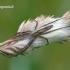 Paprastasis laibavoris - Tibellus oblongus | Fotografijos autorius : Darius Baužys | © Macrogamta.lt | Šis tinklapis priklauso bendruomenei kuri domisi makro fotografija ir fotografuoja gyvąjį makro pasaulį.