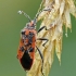 Corizus hyoscyami - Raudonmargė kampuotblakė | Fotografijos autorius : Darius Baužys | © Macrogamta.lt | Šis tinklapis priklauso bendruomenei kuri domisi makro fotografija ir fotografuoja gyvąjį makro pasaulį.