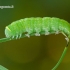 Pseudoips prasinana - Lenktajuostis žalsvys | Fotografijos autorius : Darius Baužys | © Macrogamta.lt | Šis tinklapis priklauso bendruomenei kuri domisi makro fotografija ir fotografuoja gyvąjį makro pasaulį.