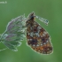 Pievinis perlinukas - Boloria selene | Fotografijos autorius : Darius Baužys | © Macrogamta.lt | Šis tinklapis priklauso bendruomenei kuri domisi makro fotografija ir fotografuoja gyvąjį makro pasaulį.