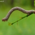 Miškinis šeriasprindis - Lycia hirtaria, vikšras | Fotografijos autorius : Darius Baužys | © Macrogamta.lt | Šis tinklapis priklauso bendruomenei kuri domisi makro fotografija ir fotografuoja gyvąjį makro pasaulį.