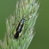 Juostanugarė žolblakė - Stenotus binotatus ♂ | Fotografijos autorius : Darius Baužys | © Macrogamta.lt | Šis tinklapis priklauso bendruomenei kuri domisi makro fotografija ir fotografuoja gyvąjį makro pasaulį.