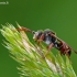 ? | Fotografijos autorius : Darius Baužys | © Macrogamta.lt | Šis tinklapis priklauso bendruomenei kuri domisi makro fotografija ir fotografuoja gyvąjį makro pasaulį.