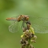 Kruvinoji skėtė - Sympetrum sanguineum, patelė | Fotografijos autorius : Darius Baužys | © Macrogamta.lt | Šis tinklapis priklauso bendruomenei kuri domisi makro fotografija ir fotografuoja gyvąjį makro pasaulį.