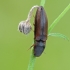 Laukaspragšis - Athous vittatus | Fotografijos autorius : Darius Baužys | © Macrogamta.lt | Šis tinklapis priklauso bendruomenei kuri domisi makro fotografija ir fotografuoja gyvąjį makro pasaulį.