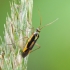 Juostanugarė žolblakė - Stenotus binotatus (Fabricius- 1794) ♂ | Fotografijos autorius : Darius Baužys | © Macrogamta.lt | Šis tinklapis priklauso bendruomenei kuri domisi makro fotografija ir fotografuoja gyvąjį makro pasaulį.