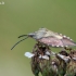 Rausvasparnė skydblakė – Carpocoris purpureipennis (De Geer- 1773) | Fotografijos autorius : Darius Baužys | © Macrogamta.lt | Šis tinklapis priklauso bendruomenei kuri domisi makro fotografija ir fotografuoja gyvąjį makro pasaulį.