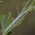 Sprindis ? | Fotografijos autorius : Darius Baužys | © Macrogamta.lt | Šis tinklapis priklauso bendruomenei kuri domisi makro fotografija ir fotografuoja gyvąjį makro pasaulį.