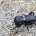 Dirvoninis svirplys - Gryllus campestris | Fotografijos autorius : Darius Baužys | © Macrogamta.lt | Šis tinklapis priklauso bendruomenei kuri domisi makro fotografija ir fotografuoja gyvąjį makro pasaulį.