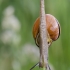 Rudalūpė dryžė - Cepaea nemoralis | Fotografijos autorius : Darius Baužys | © Macrogamta.lt | Šis tinklapis priklauso bendruomenei kuri domisi makro fotografija ir fotografuoja gyvąjį makro pasaulį.