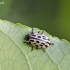 Taškuotasis gluosninukas - Chrysomela vigintipunctata | Fotografijos autorius : Darius Baužys | © Macrogamta.lt | Šis tinklapis priklauso bendruomenei kuri domisi makro fotografija ir fotografuoja gyvąjį makro pasaulį.