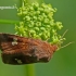 Amphipoea oculea - Rausvasis stiebinukas | Fotografijos autorius : Darius Baužys | © Macrogamta.lt | Šis tinklapis priklauso bendruomenei kuri domisi makro fotografija ir fotografuoja gyvąjį makro pasaulį.