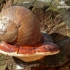 Helix pomatia - Vynuoginė sraigė | Fotografijos autorius : Darius Baužys | © Macrogamta.lt | Šis tinklapis priklauso bendruomenei kuri domisi makro fotografija ir fotografuoja gyvąjį makro pasaulį.